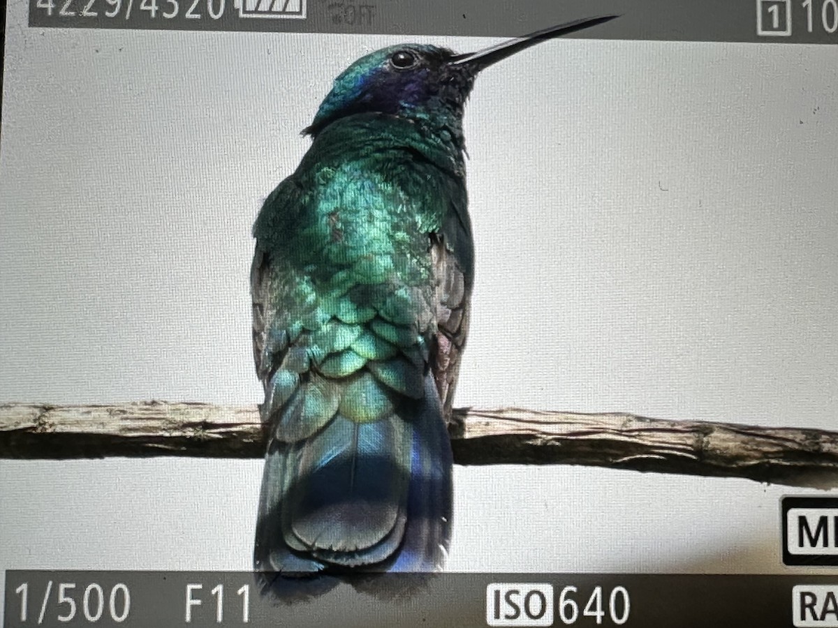 Колібрі синьочеревий - ML646018501