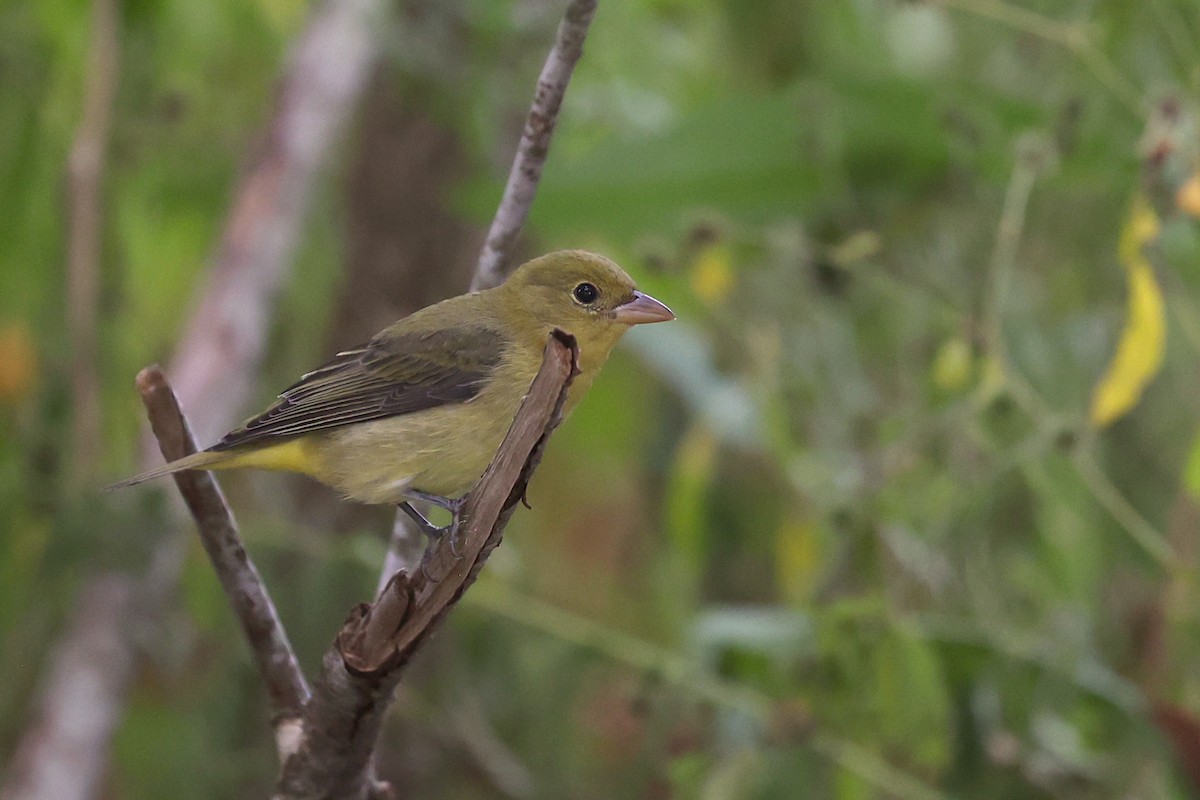 Scarlet Tanager - ML646018525