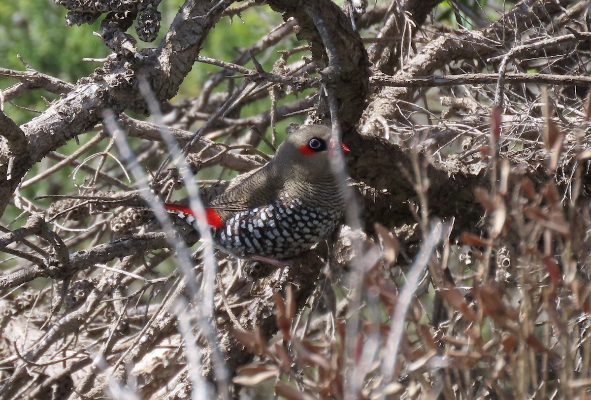 Red-eared Firetail - ML646018526