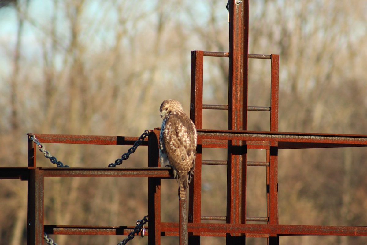 Краснохвостый канюк - ML646018533