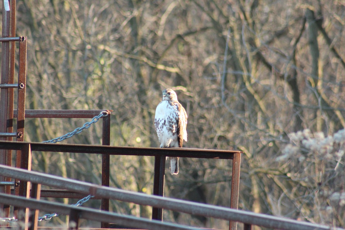 Краснохвостый канюк - ML646018534