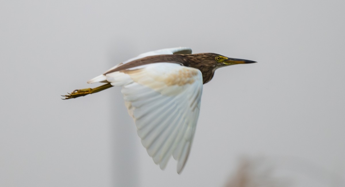 Garcilla India - ML646018536