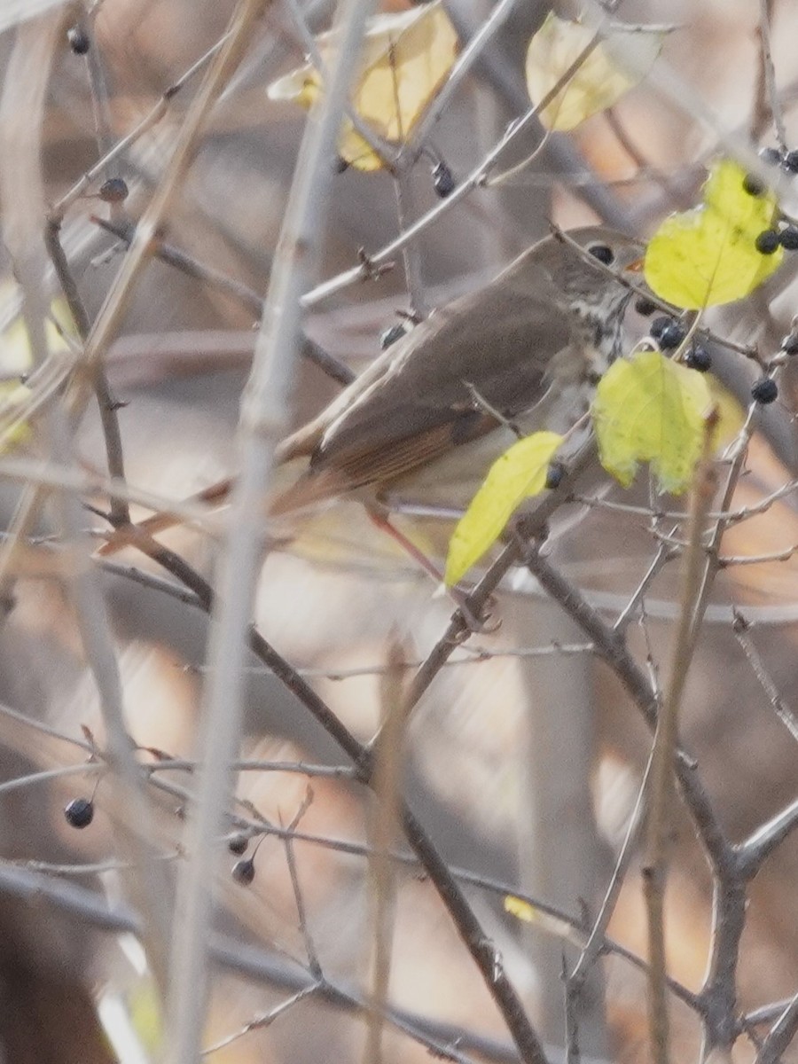 Hermit Thrush - ML646018550