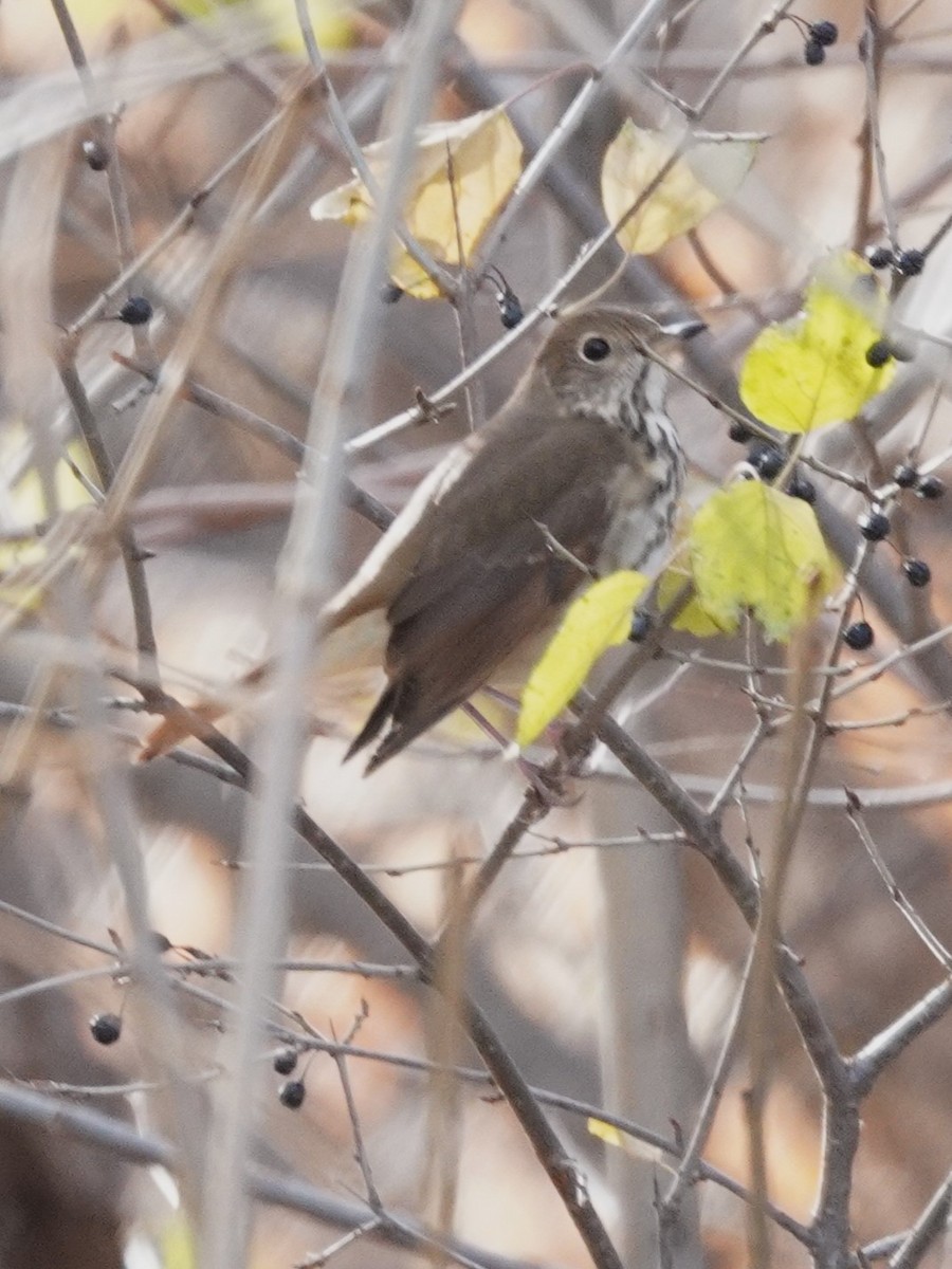 Hermit Thrush - ML646018551