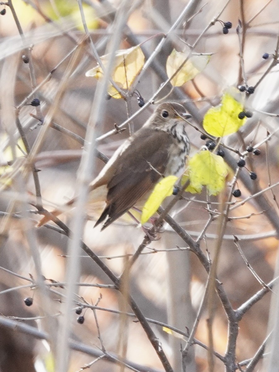 Hermit Thrush - ML646018552