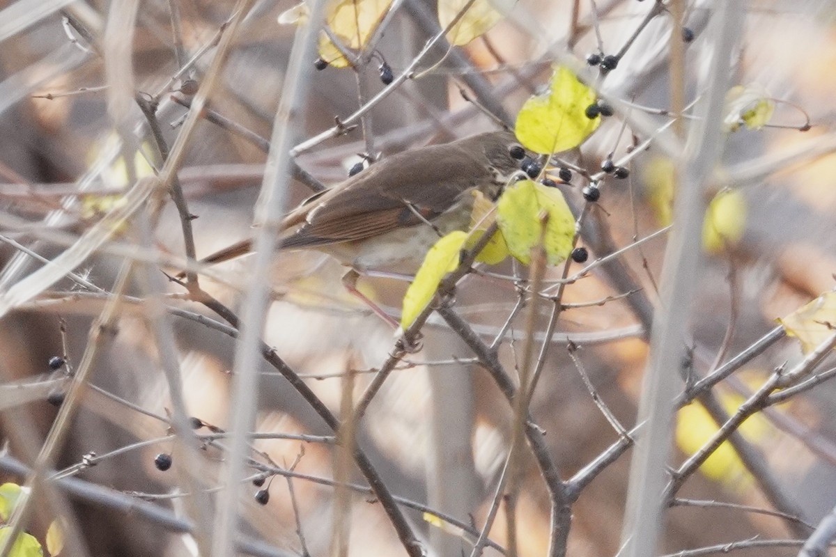Hermit Thrush - ML646018553