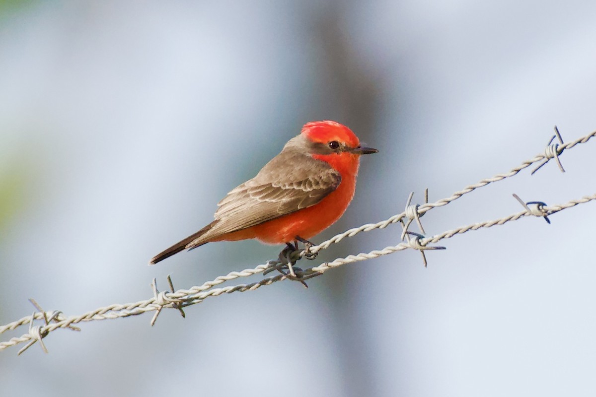Vermilion Flycatcher - ML646018554