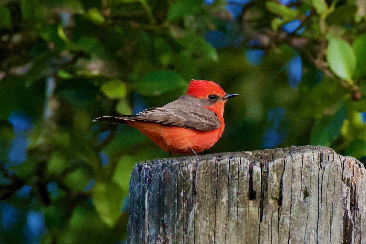 Vermilion Flycatcher - ML646018555