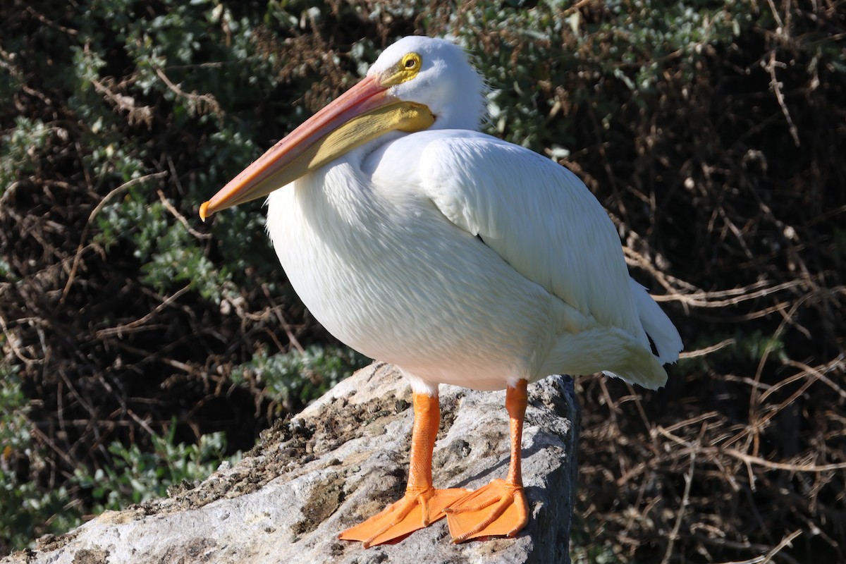 Pelícano Norteamericano - ML646018556