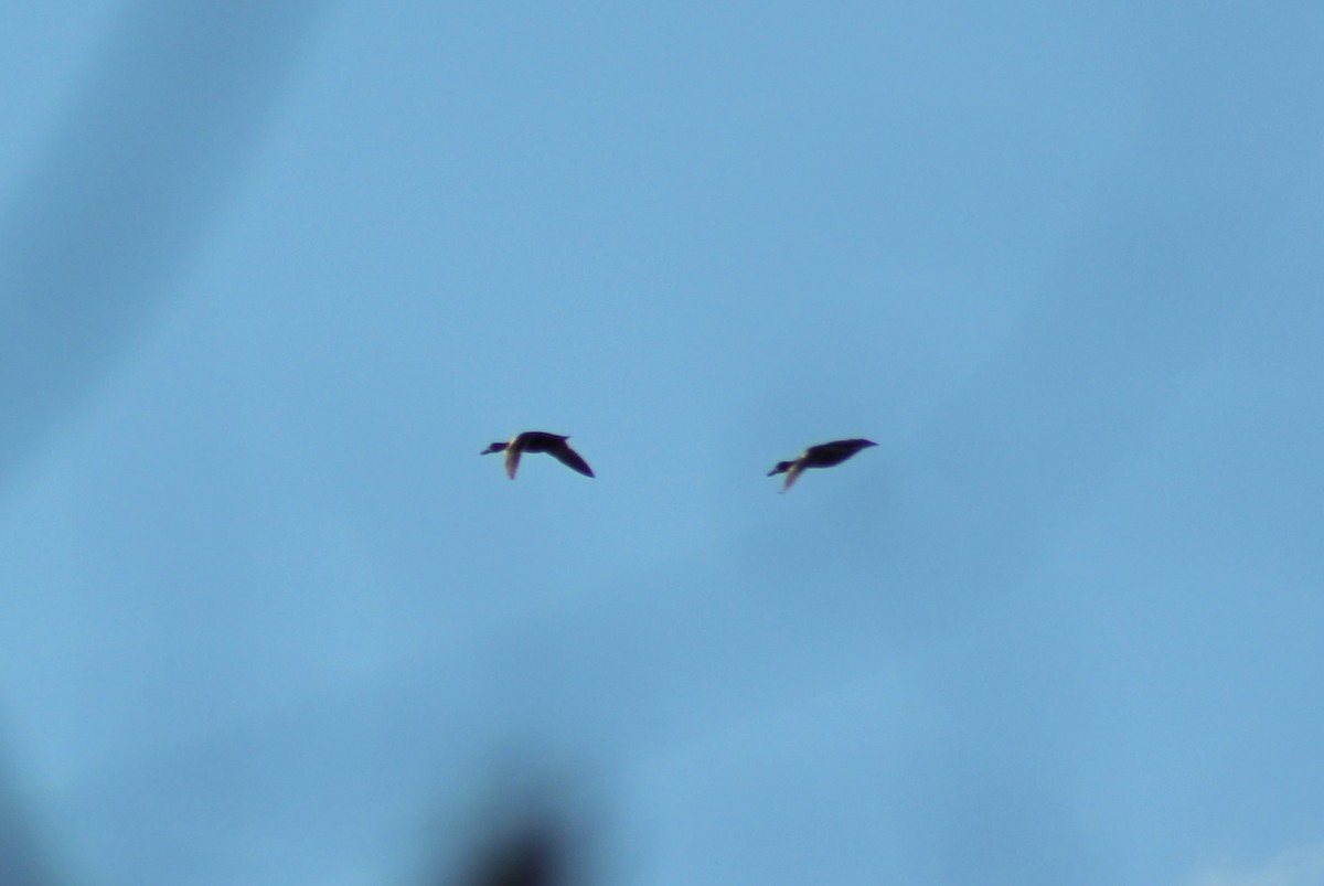 duck sp. - ML646018558