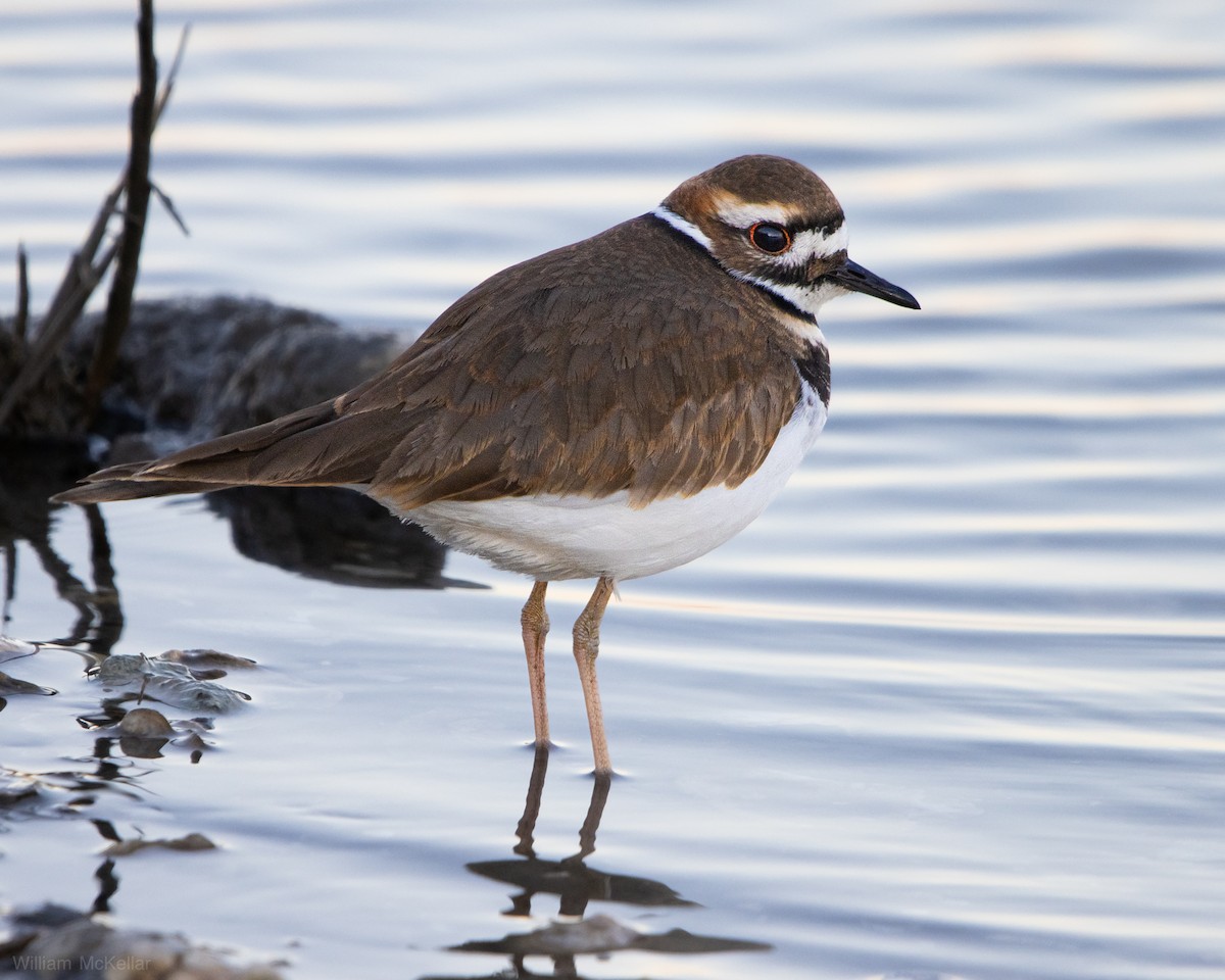 Killdeer - ML646018562