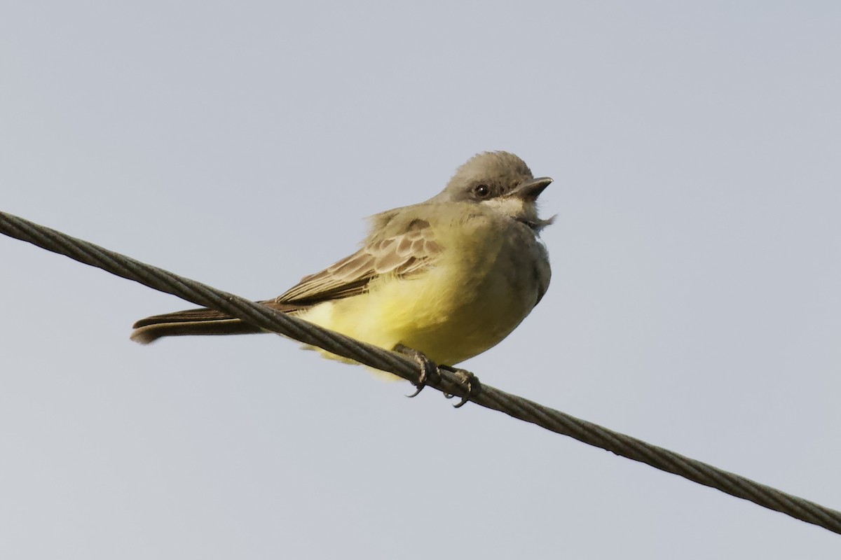 Cassin's Kingbird - ML646018563