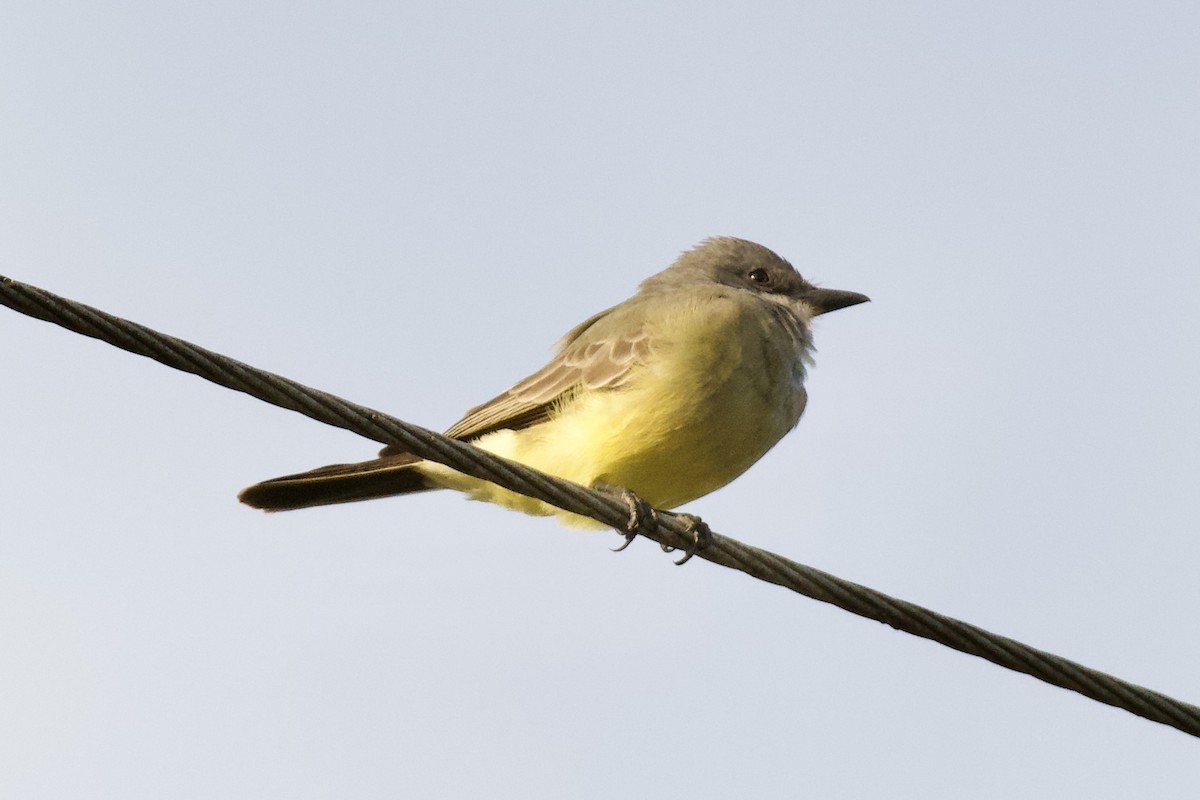 Cassin's Kingbird - ML646018564