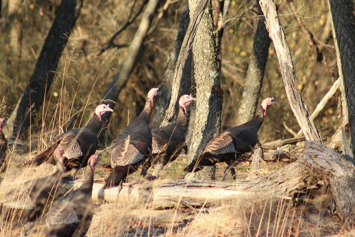 Wild Turkey - ML646018567