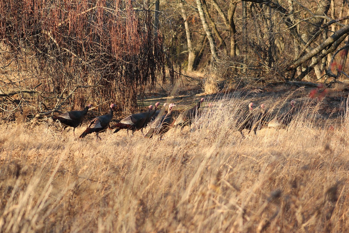 Wild Turkey - ML646018569