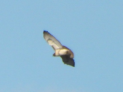 Краснохвостый канюк - ML646018588