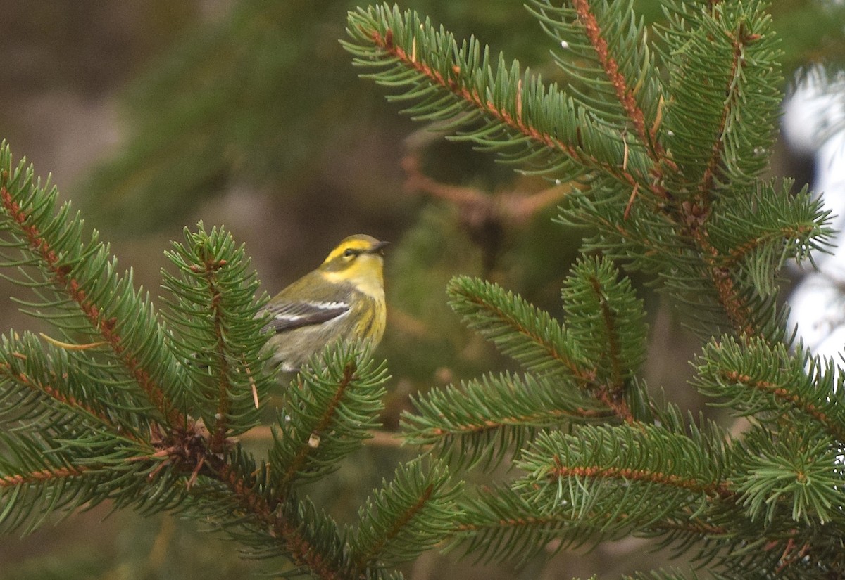 Townsend's Warbler - ML646018590