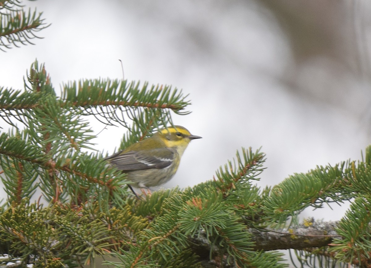 Townsend's Warbler - ML646018591