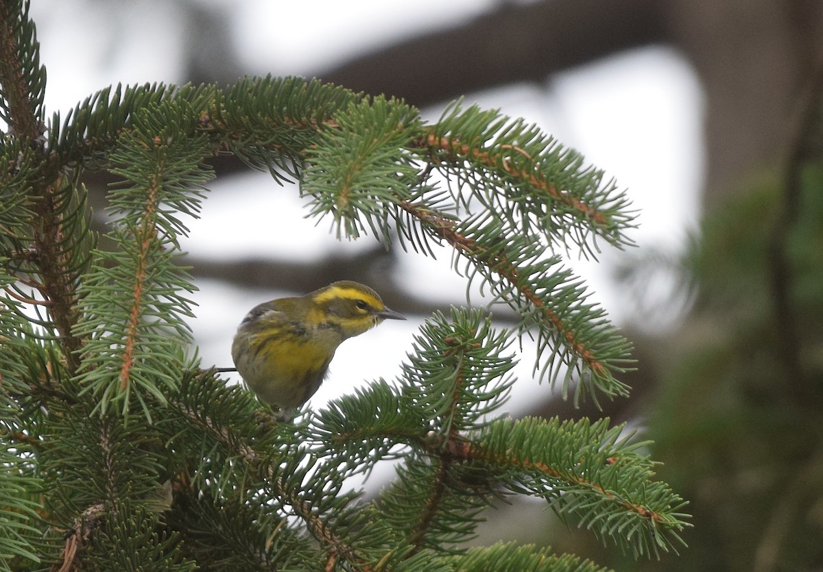 Townsend's Warbler - ML646018592
