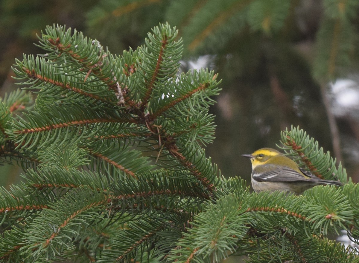 Townsend's Warbler - ML646018593