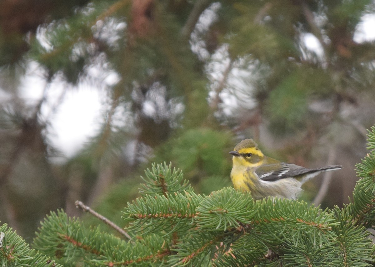Townsend's Warbler - ML646018594