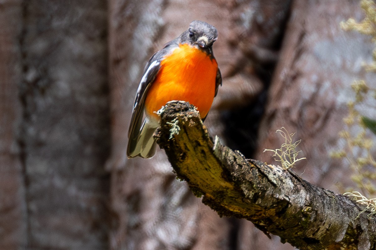 Огненногрудая петроика - ML646018595