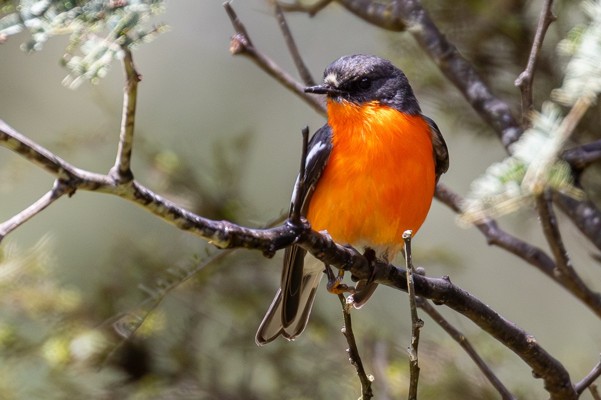 Огненногрудая петроика - ML646018596