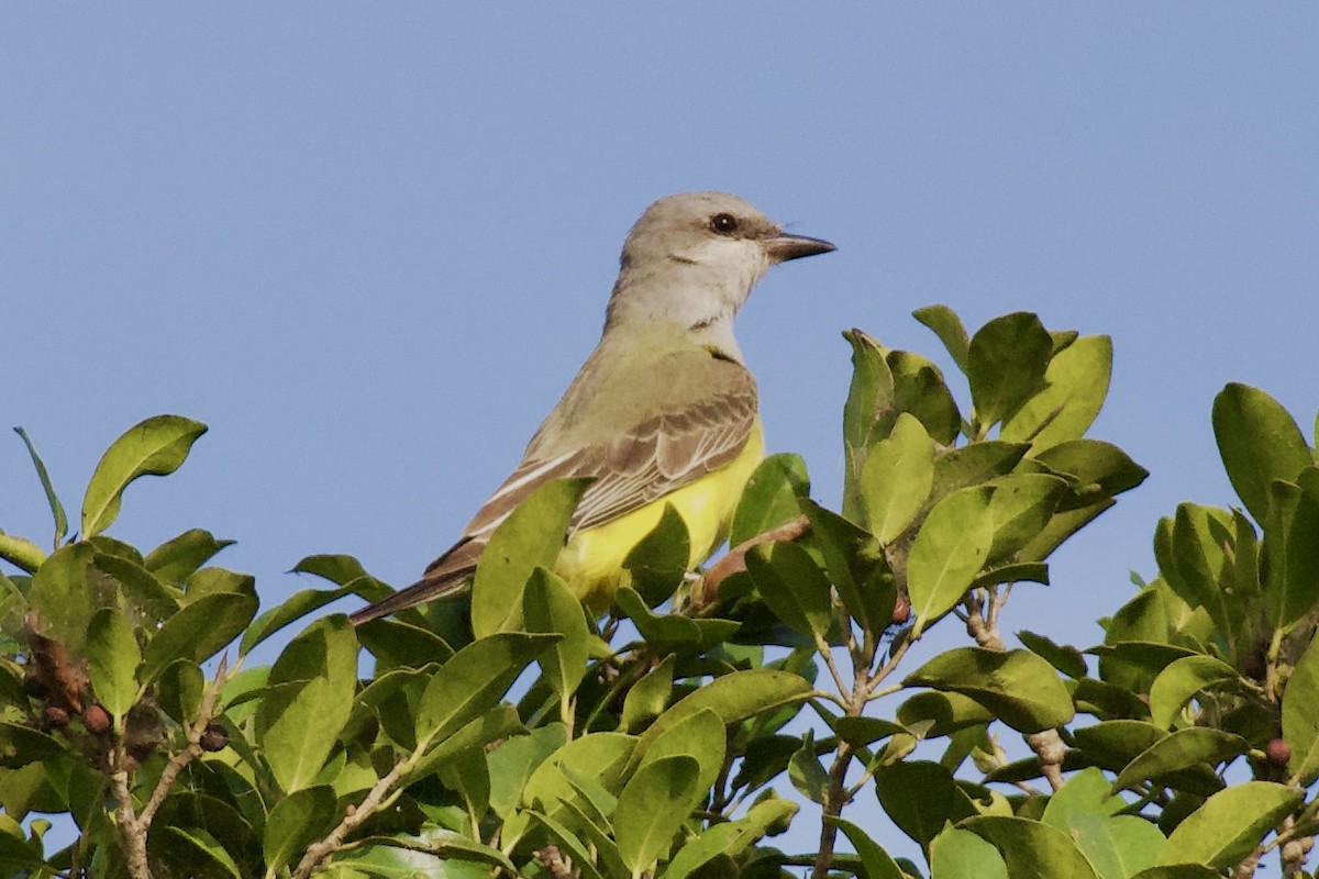 Western Kingbird - ML646018599