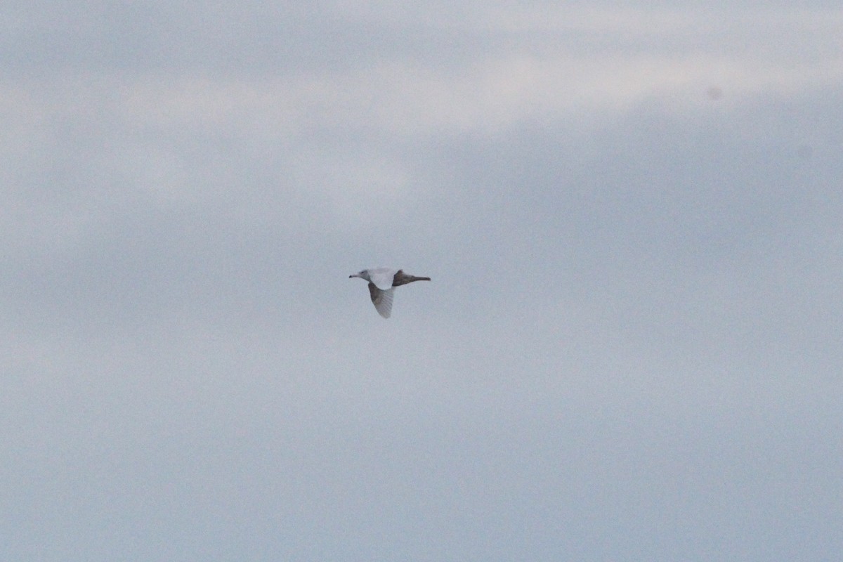 Goéland bourgmestre - ML646018603