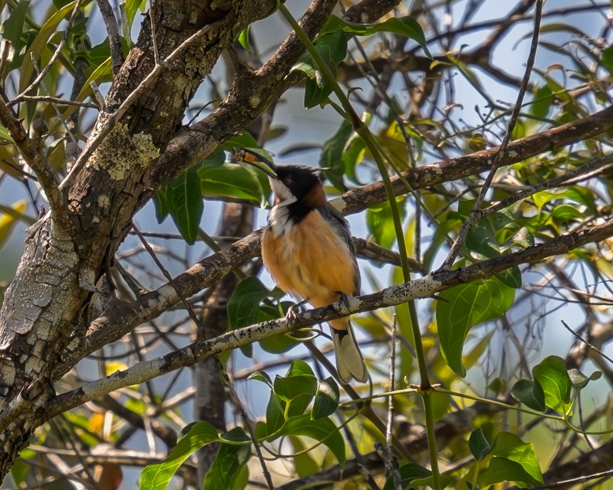 Méliphage à bec grêle - ML646018608