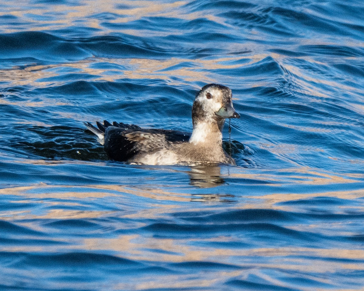 Harelde kakawi - ML646018609