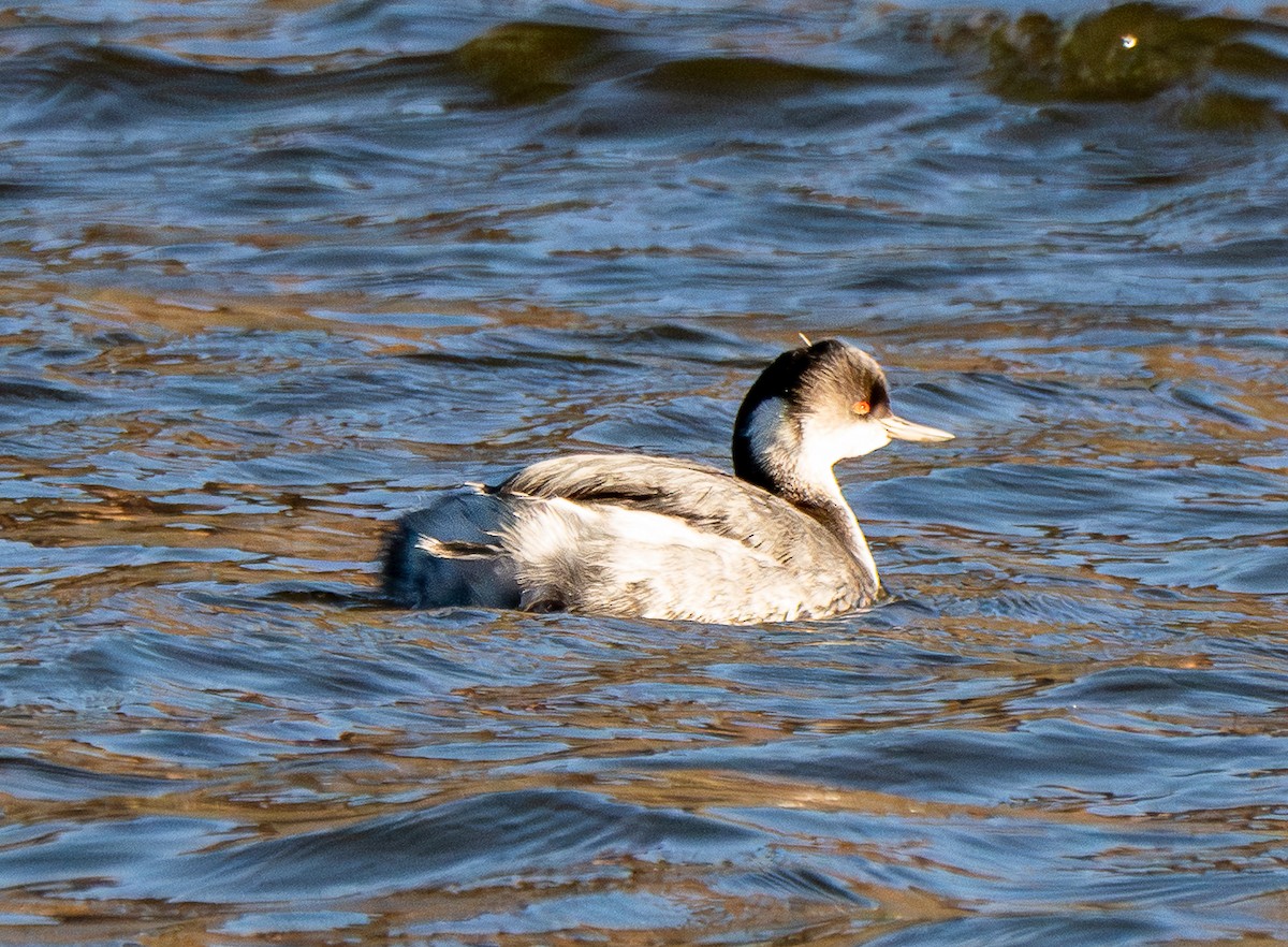 Grèbe à cou noir - ML646018610