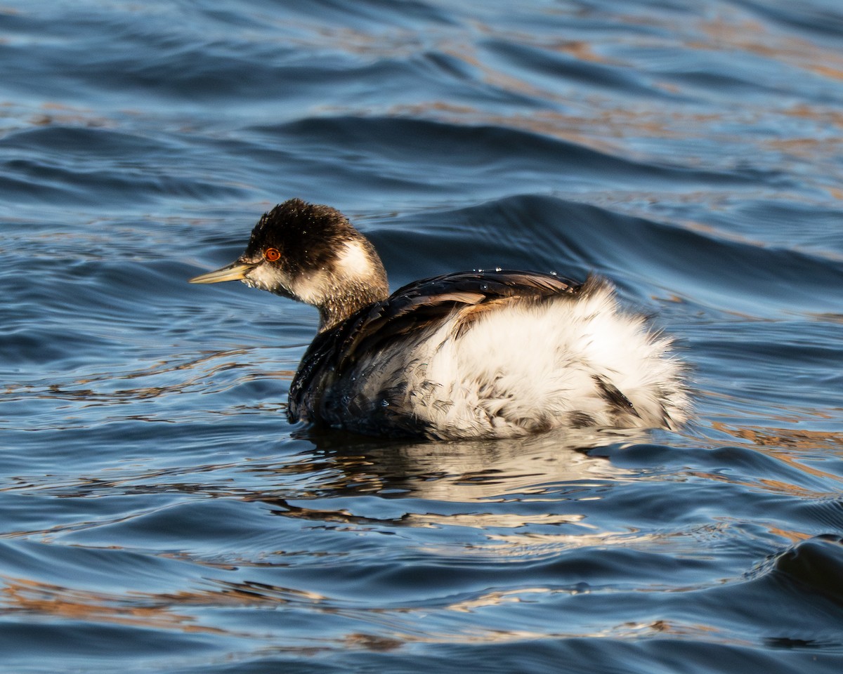 Grèbe à cou noir - ML646018611