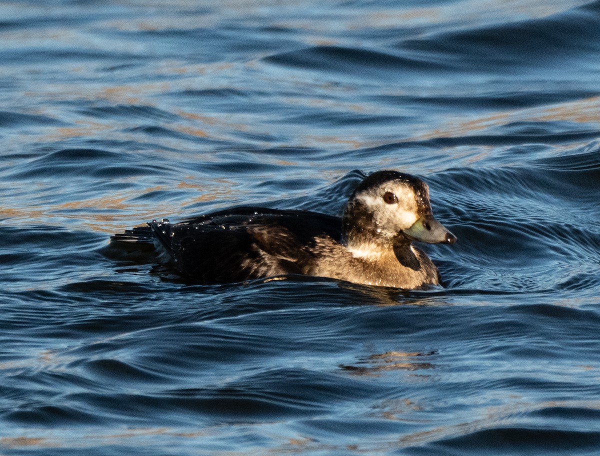 Grèbe à cou noir - ML646018613