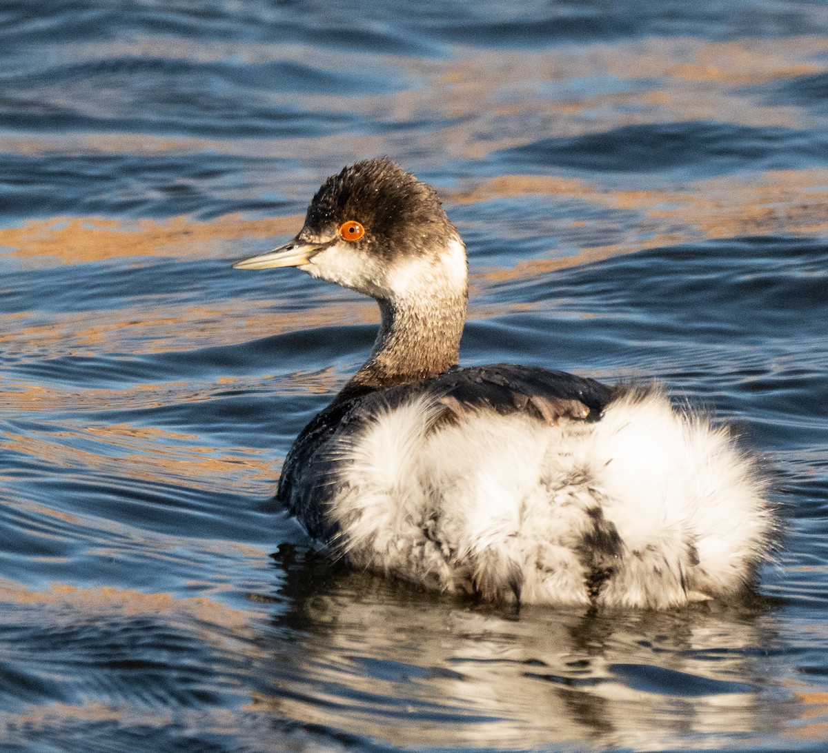 Grèbe à cou noir - ML646018614