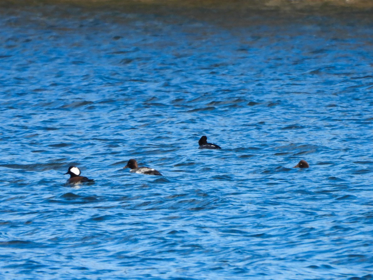 Harle couronné - ML646018615