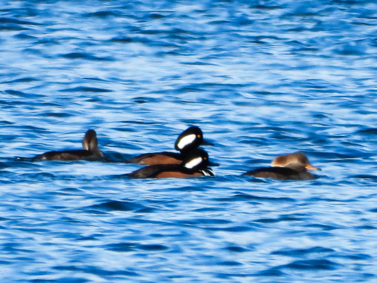 Harle couronné - ML646018617