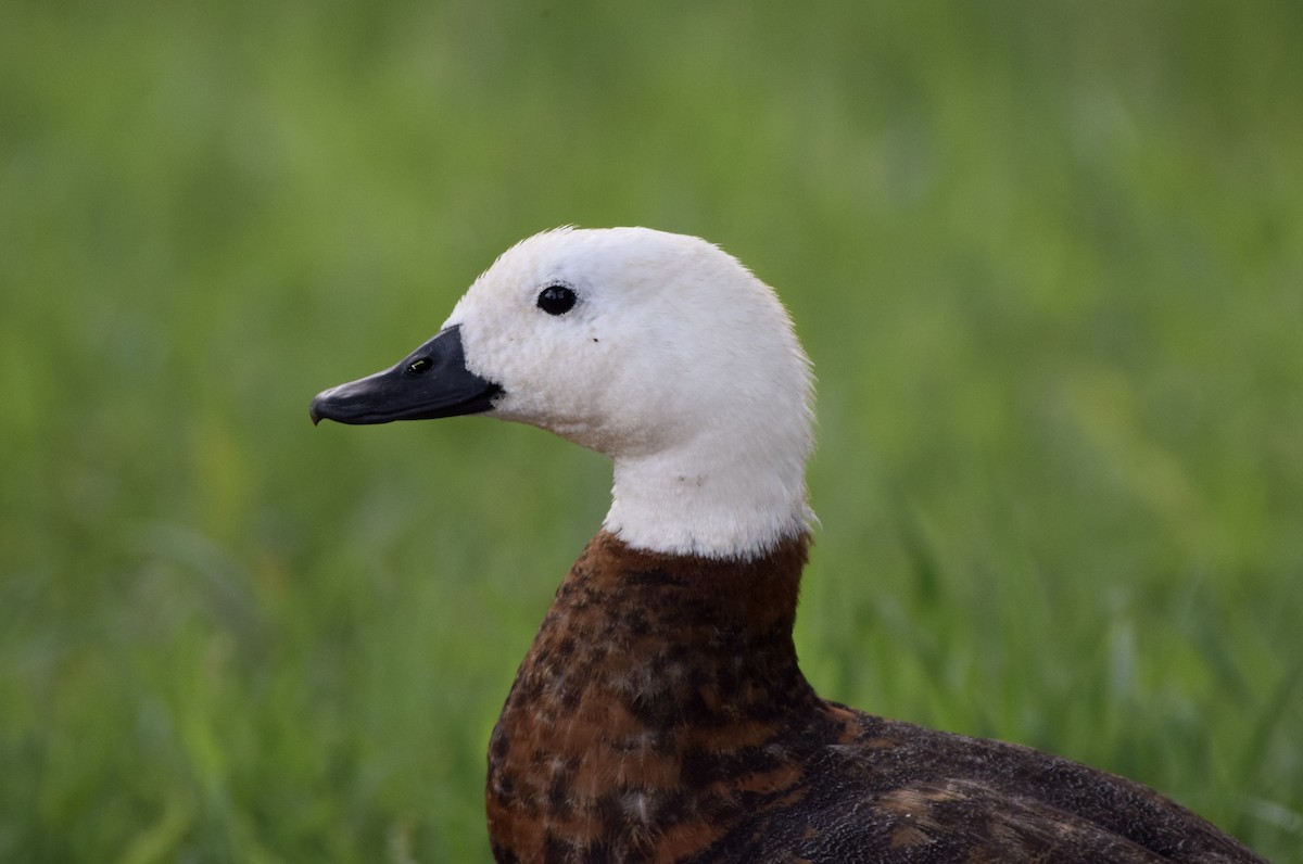 Tadorne de paradis - ML646018619