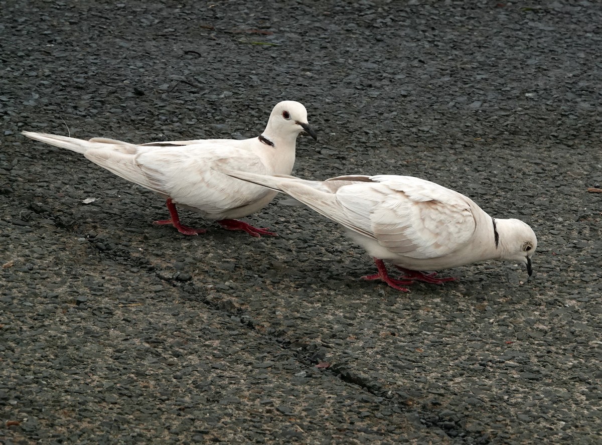 Tourterelle rieuse - ML646018620