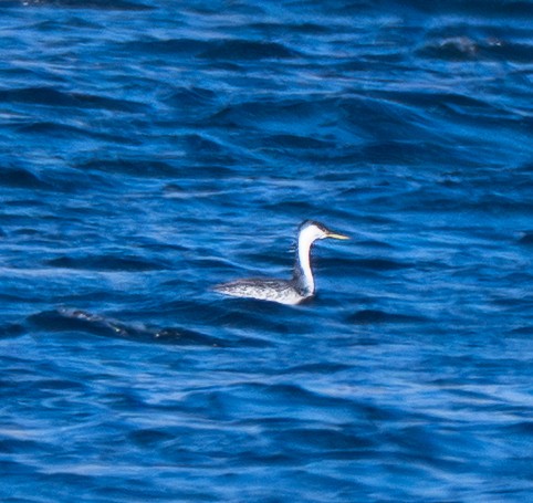 Grèbe élégant - ML646018621