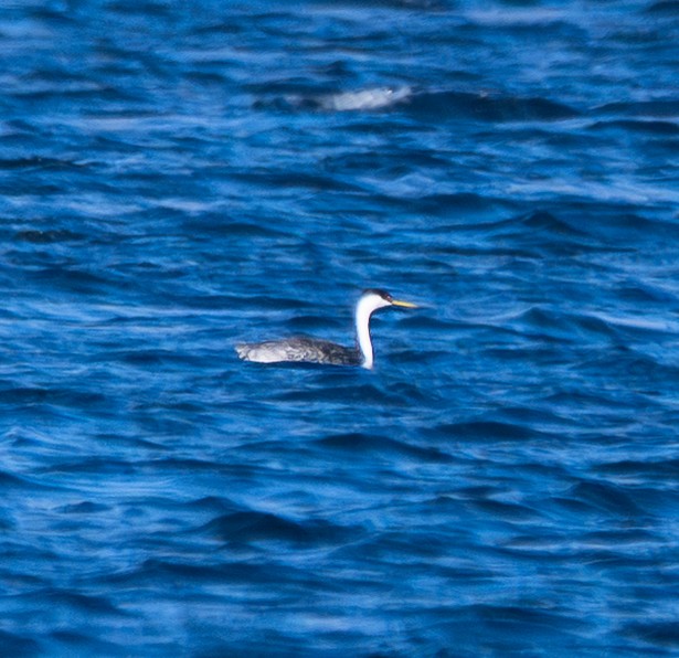 Grèbe élégant - ML646018622