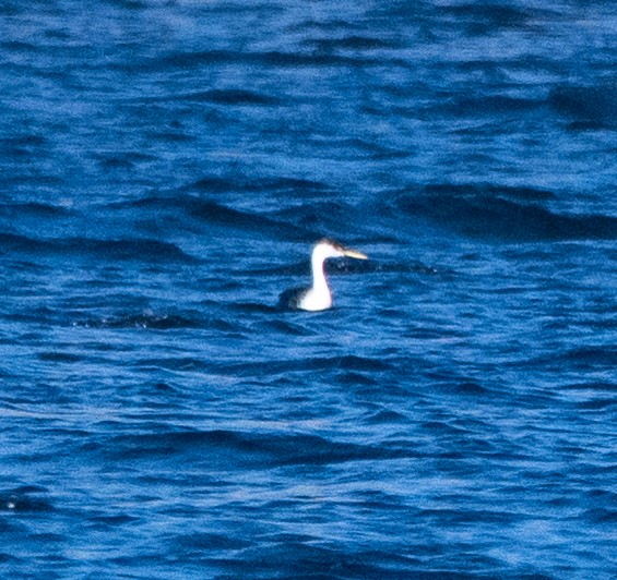 Grèbe élégant - ML646018623