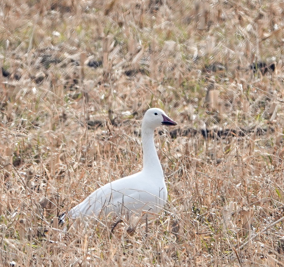 Oie des neiges - ML646018624