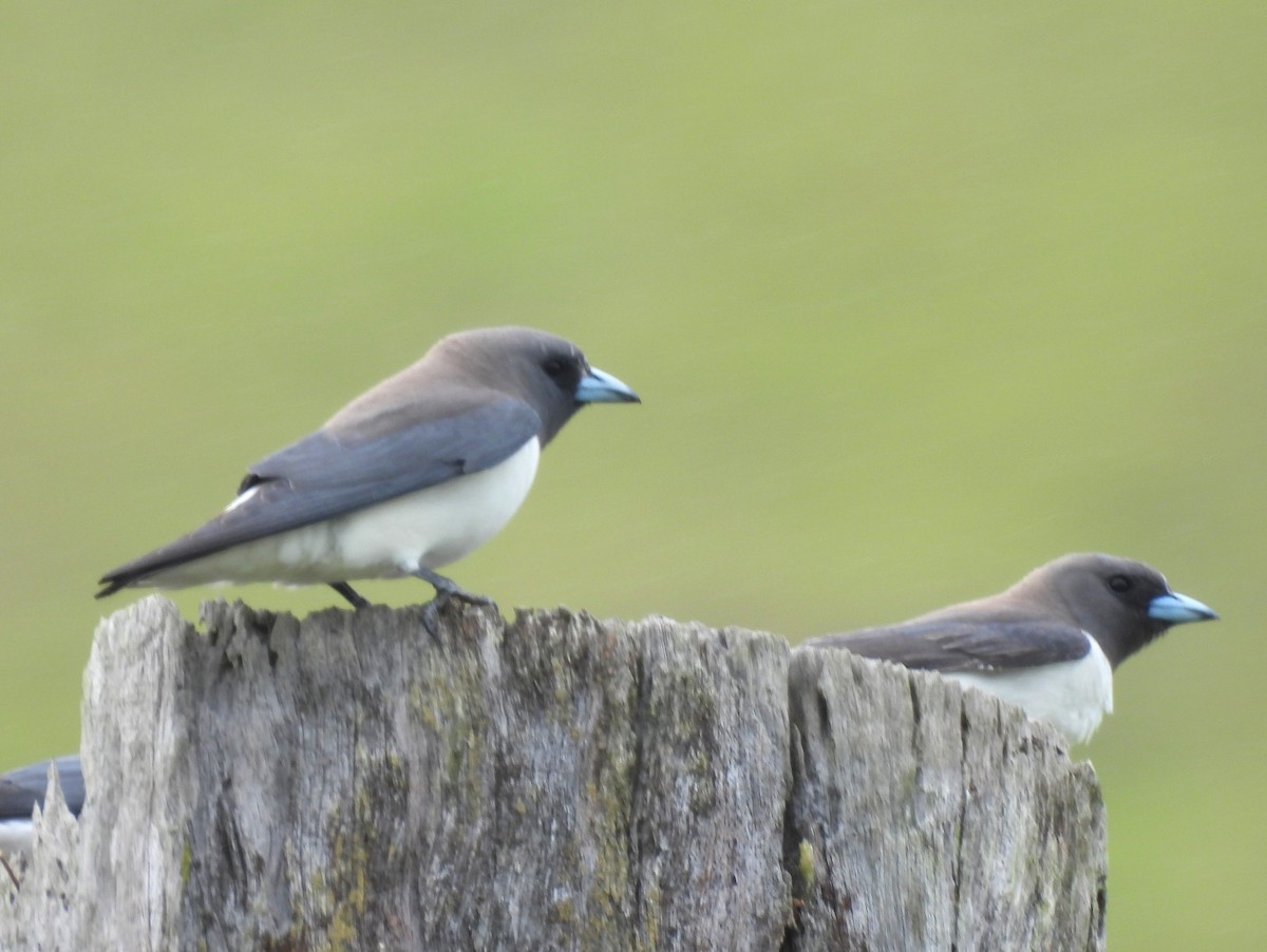 Langrayen à ventre blanc - ML646018625