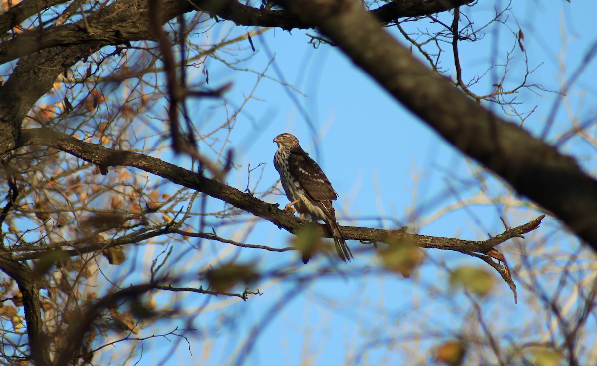 Épervier brun ou É. de Cooper - ML646018626
