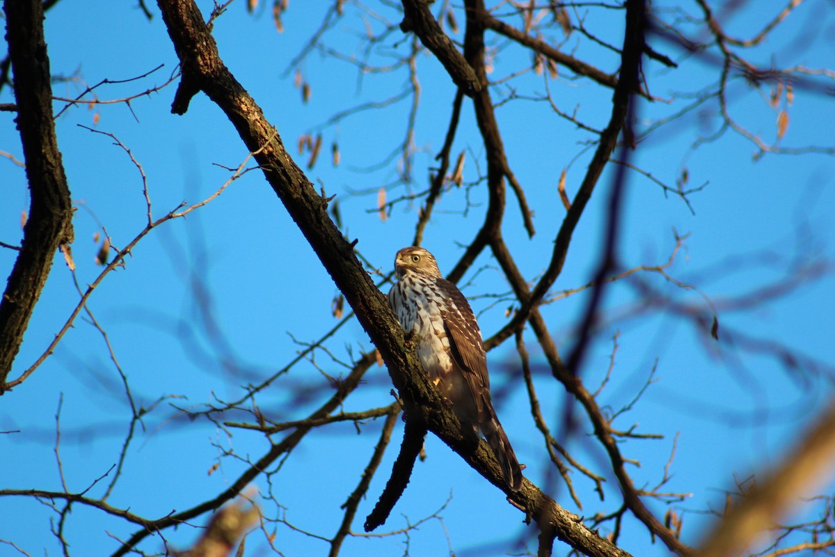 Épervier brun ou É. de Cooper - ML646018627