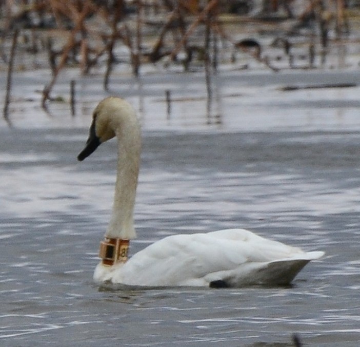 Cygne trompette - ML646018628