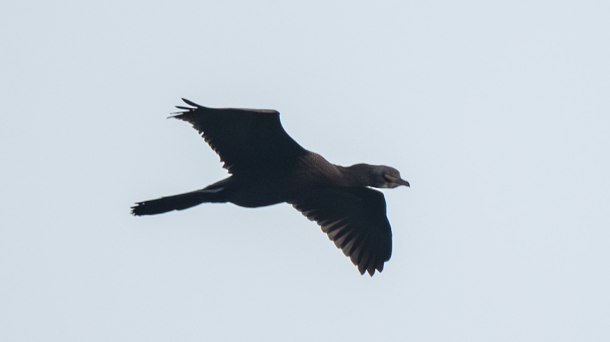 Cormoran de Vieillot - ML646018629