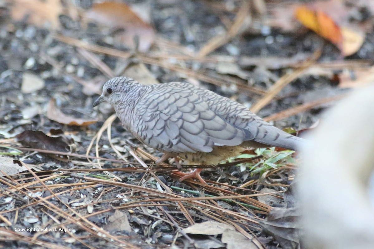 Colombe inca - ML646018630