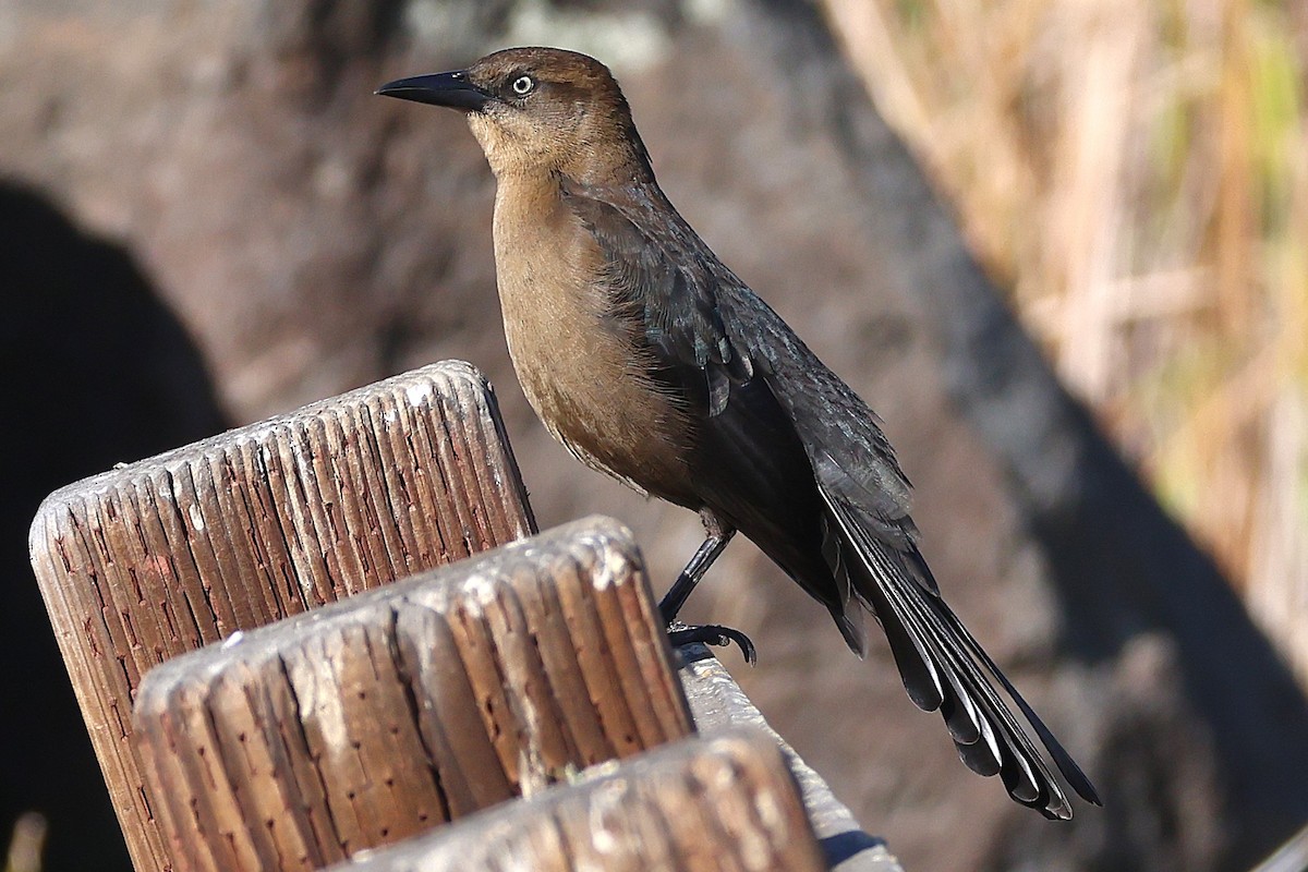 Quiscale à longue queue - ML646018631